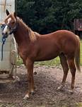 2025  2 yr old Sired by MAMBOS WHIZ
